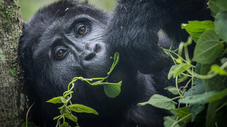Herdis Halvas-Nielsen - Mountain-Gorilla-with-leaves
